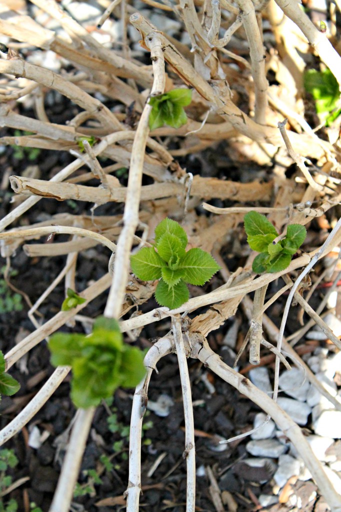 hydrangea leaves