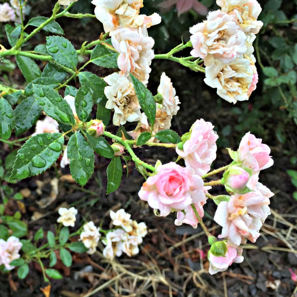 Roses on bush close